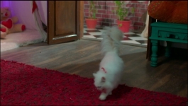 Pyaar Ka Pehla Naam Radha Mohan - 3rd July 2023